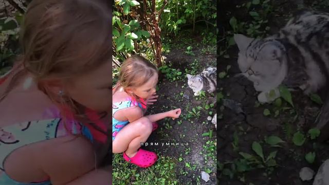 Алиса поймала очередную мышь 🐭 #кошка #шотландскаякошка #мышь #лето #дача #дети смотреть онлайн