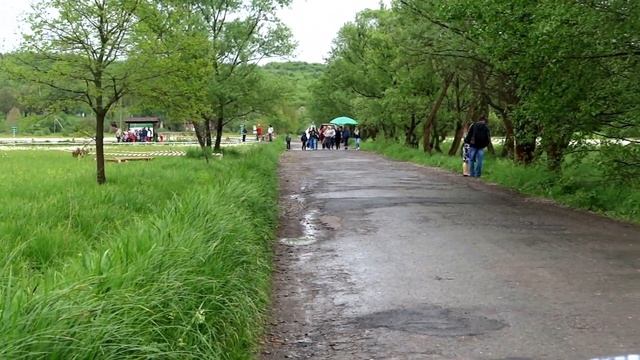Долина диких нарциссов - цветение / narcissus Valley смотреть онлайн