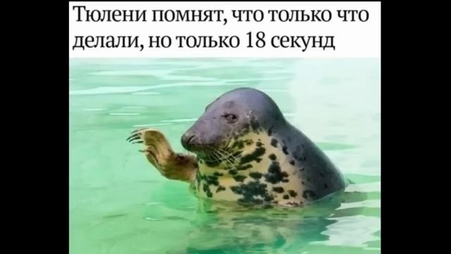ПРИКОЛЫ! КОГДА ПЕРЕЗАГОРАЛ НА СОЛНЦЕ!!! Угарные МЕМЫ, смешные видео от Доми шоу