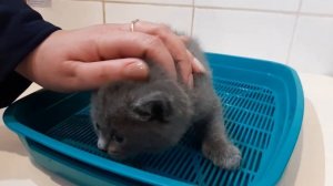 КОТЕНОК В ДОМЕ. С чего начать? Первые дни котенка в новом доме. Советы ветеринарного врача.