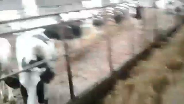 Продаем телок товарных молочных пород. +79656176005 WhatsApp. Черно пестрая порода (голштинская) смотреть онлайн