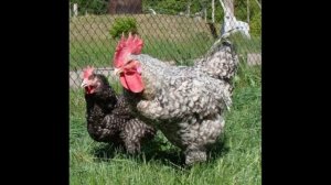 КУРЫ ГЕРКУЛЕС - Описание породы