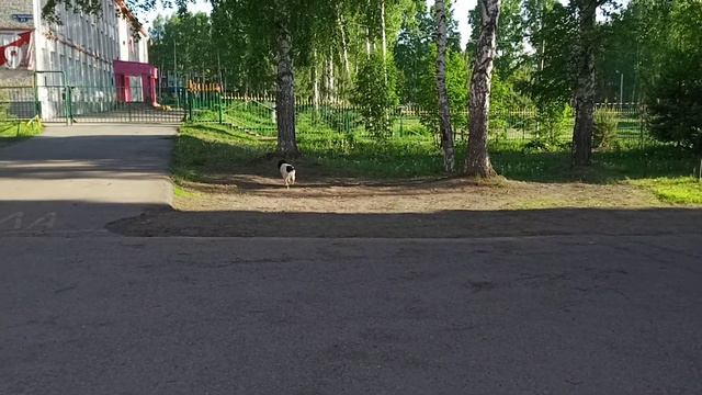 Русский спаниель на прогулке. смотреть онлайн