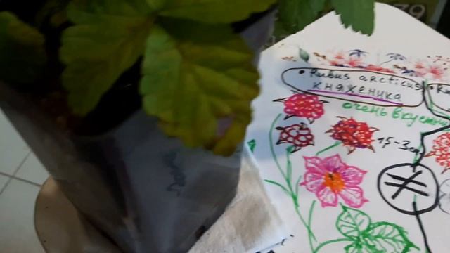 Княженика.Тибетская малина розолистная .Описание Обмана. смотреть онлайн