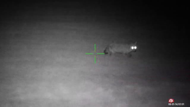 Fox shooting & footage from my thermal spotter. смотреть онлайн