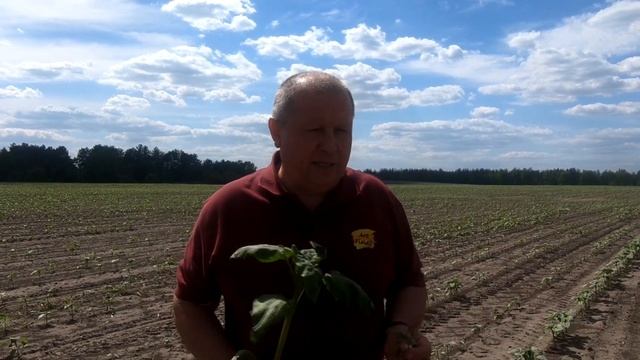 Как вывести подсолнечник из стресса. смотреть онлайн