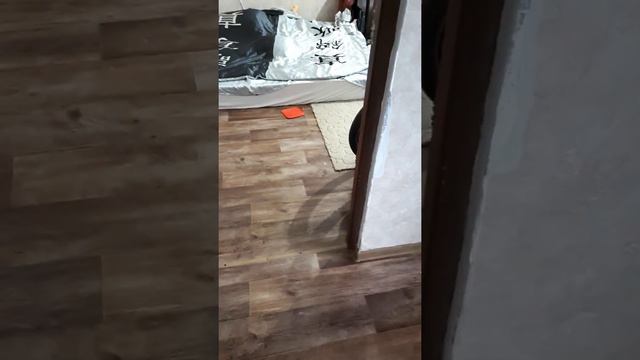 Мейн кун и новый туалетный коврик смотреть онлайн
