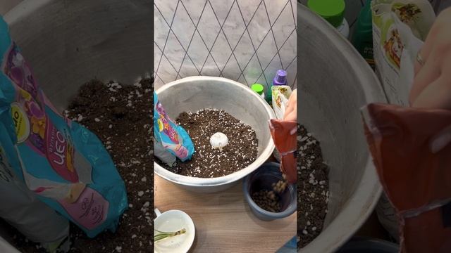 Драцена Вайт Джевел ?? *видео носит развлекательный характер ? смотреть онлайн