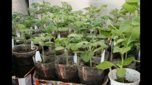 Проращивание семян и выращивание рассады Арбузов
