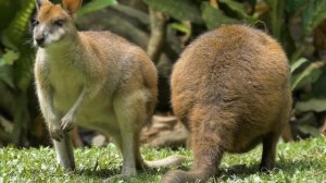 КЕНГУРУ - САМОЕ ЗНАМЕНИТОЕ ЖИВОТНОЕ АВСТРАЛИИ || ЖИВАЯ ЗЕМЛЯ ©