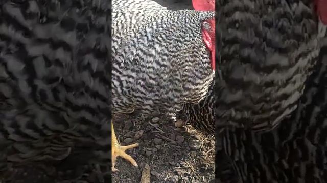Амрокс. От яйца до взрослой птицы курицы. смотреть онлайн