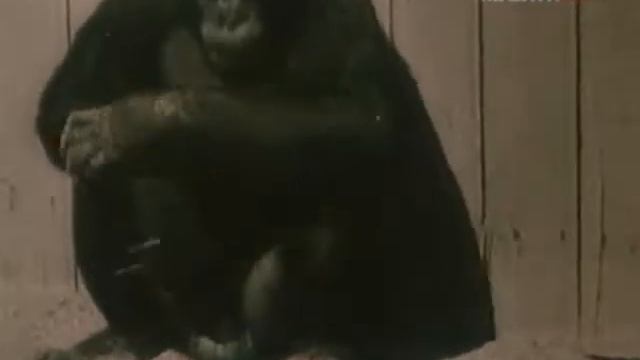 Павлов животные 00 смотреть онлайн