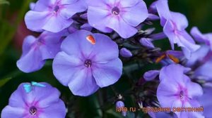 Флокс метельчатый Блу Бой (phlox paniculata) ? Блу Бой обзор: как сажать, рассада флокса Блу Бой