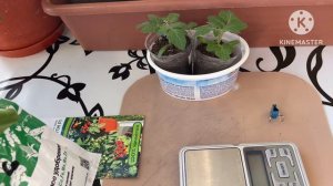 Обзор рассады томатов «Каменный цветок», первая подкормка.