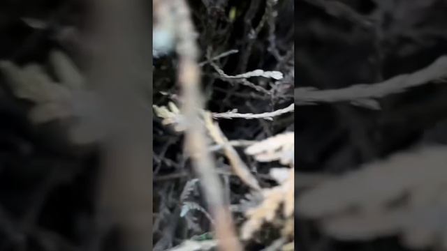 Санитарная обрезка туй смотреть онлайн