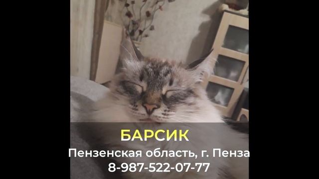 ДОМА ! БАРСИК , Пензенская область , г. Пенза смотреть онлайн