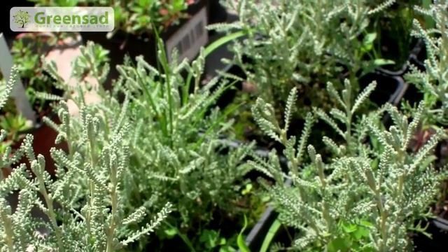 Сантолина  Особенности сантолины