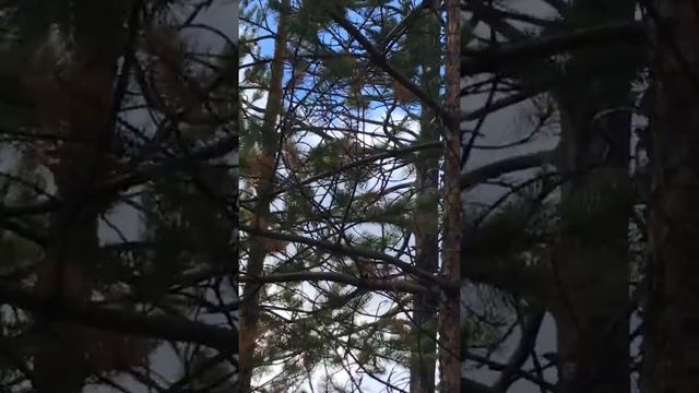 Работа Лайки по глухарю смотреть онлайн