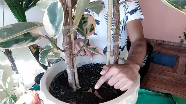 Ficus Elástica Ruby: atualização e plantio de novas mudas! смотреть онлайн