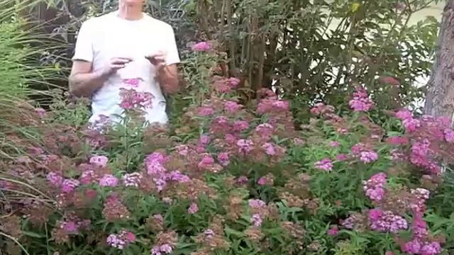 Spiraea 'Anthony Waterer' - Spirea