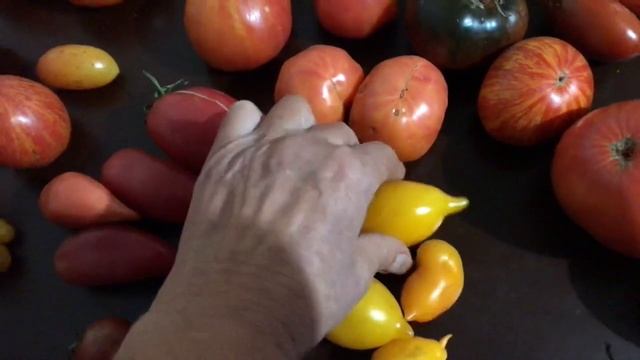 Самые выносливые помидоры сезона 2021 в моем огороде. смотреть онлайн