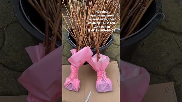 Черенки эндлесс саммер 150₽.Тел для заказа 8-918-105-60-69.. #гортензии #гортензия #садоводство смотреть онлайн