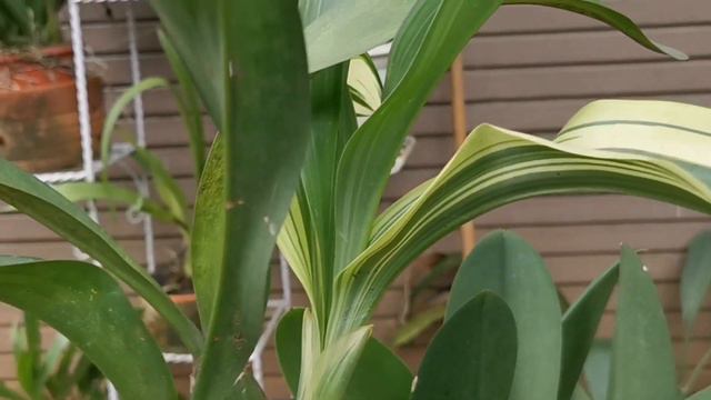 GRAMMATOPHYLUM VARIGATA BERUBAH WARNA,, MENGAPA? смотреть онлайн