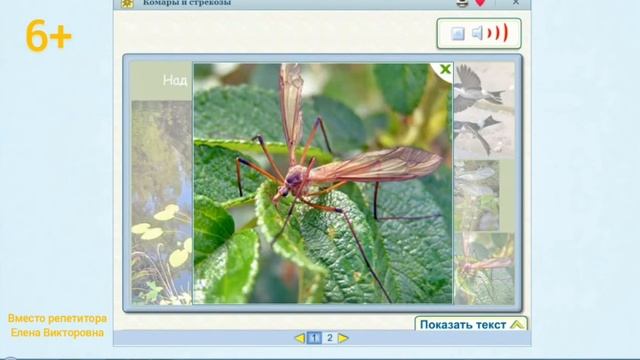 Весна в мире насекомых смотреть онлайн