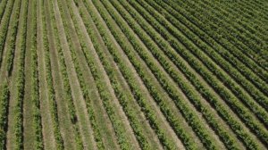 140 лет компании Bertazzoni