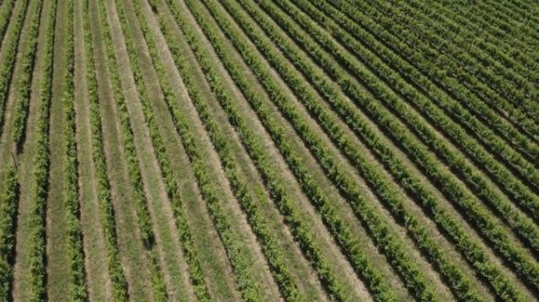 140 лет компании Bertazzoni