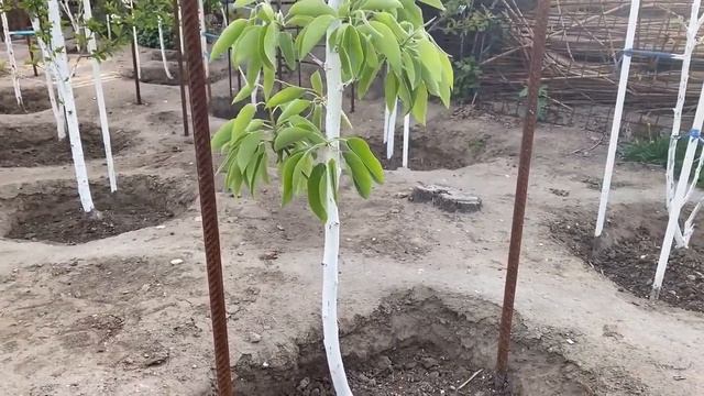 Подкормка и полив плодовых деревьев весной. Первая весенняя подкормка и полив сада. смотреть онлайн