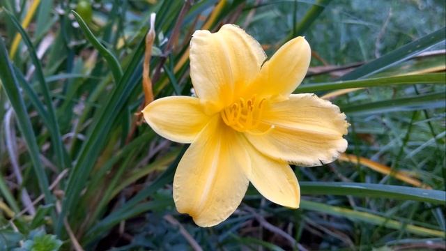 Soothing Yellow Daylily with Piano & Flute Meditation смотреть онлайн