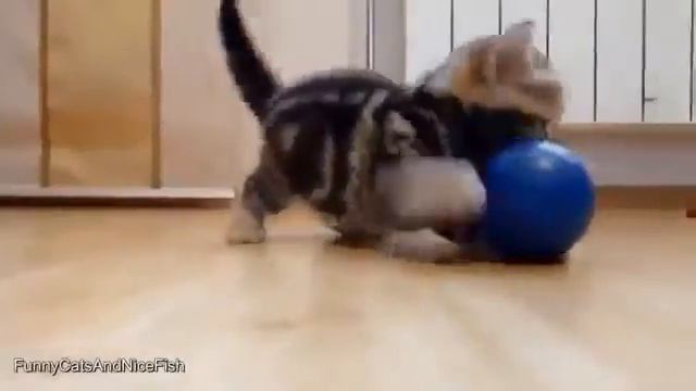 Неугомонные смешные котята! Невозможно смотреть без смеха! смотреть онлайн