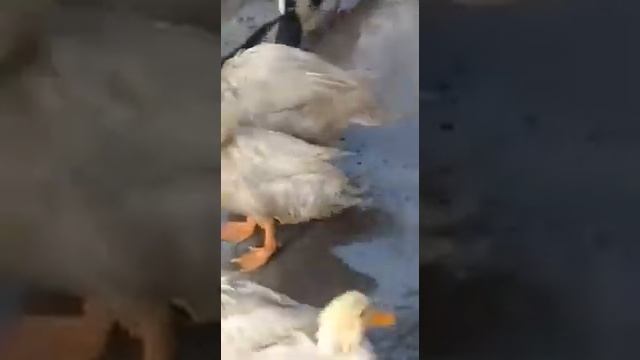 КАК ОПРЕДЕЛИТЬ ПОЛ УТОК.селезень или утка смотреть онлайн