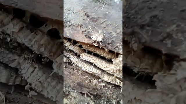 Домашние животные ОСЫ. смотреть онлайн