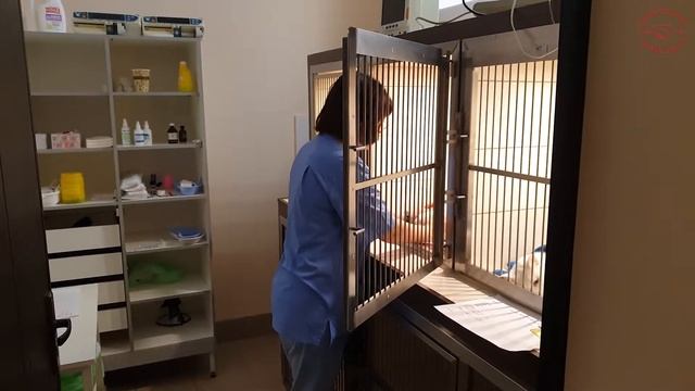 КорВетЦентр-Профессия "Ветеринар" смотреть онлайн