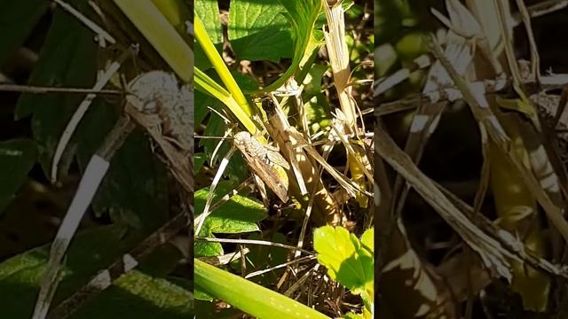 Стрекочущий кузнечик смотреть онлайн