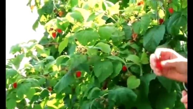 Малина. Уход. смотреть онлайн