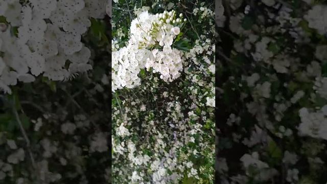 Цвет боярышника. 2мая 2023г. смотреть онлайн