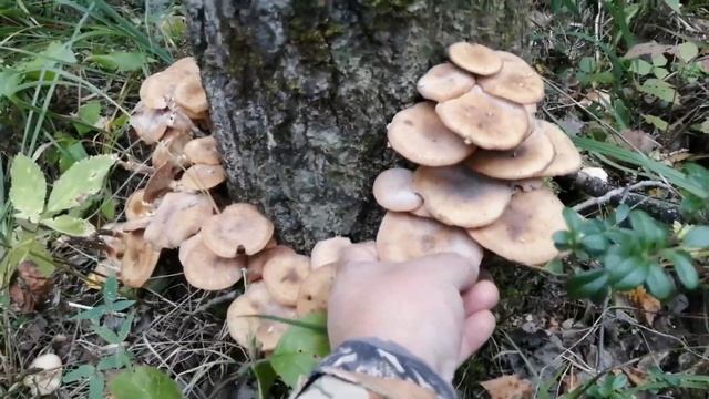 Техника Фокусов и Манипуляций