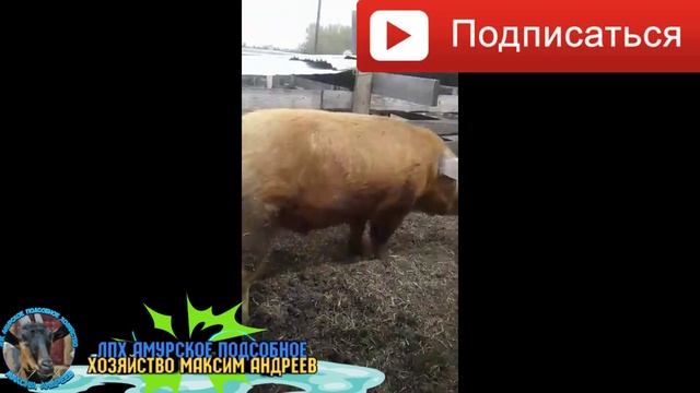 Огромный хряк и его дети смотреть онлайн