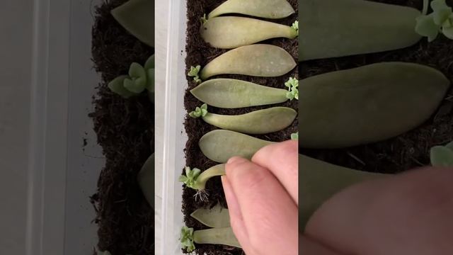 100% Successful Succulents Propagation Graptopetalum Paraguayense Ghosts Plant #shorts смотреть онлайн