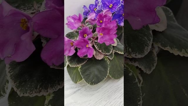 Фиалки СК-Пангея и ЕК-Игра в Пятнашки смотреть онлайн