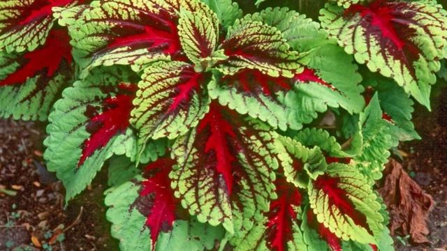 Колеус — особенности ухода в домашних условиях.