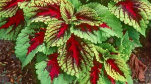 Колеус — особенности ухода в домашних условиях.