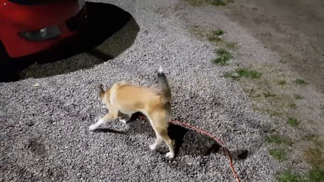 Norwegian PuffinDog Trying To Play With A Frog ? (Norsk Lundehund)
