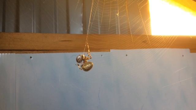 Паук крестовик и колорадский жук / Araneus vs Leptinotarsa decemlineata смотреть онлайн