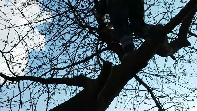 Спасение кошки с дерева. смотреть онлайн