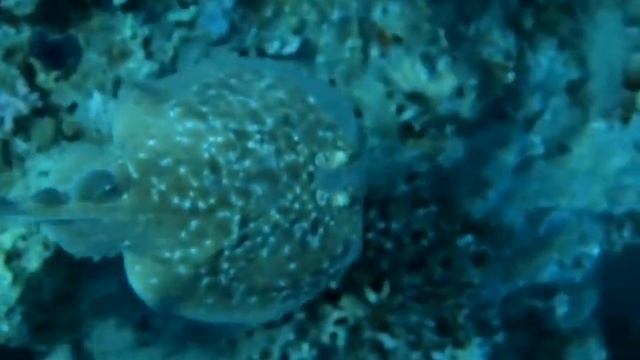 Электрический скат (Electric Ray) Шарма-эль-шейх смотреть онлайн