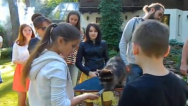 енот на праздник, на свадьбу, 8(965)380-13-11 Москва www.zooteatr.ru смотреть онлайн
